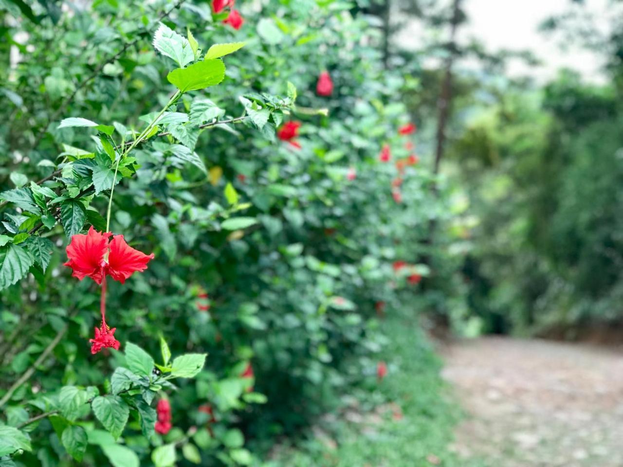 帕科蒂Quartos Dossel - Sitio Belo Monte住宿加早餐旅馆 外观 照片